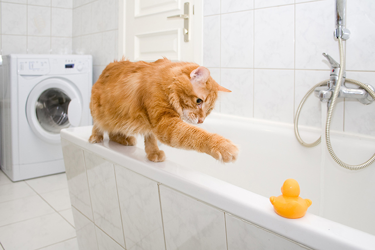 Боятся ли кошки воды?