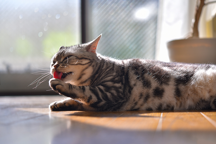 12 причин, почему кошку тошнит от корма | Хвост Ньюс