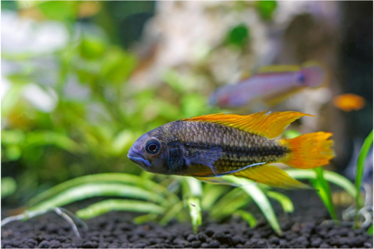 apistogramma-ocharovanie-tropicheskikh-vod3.jpg