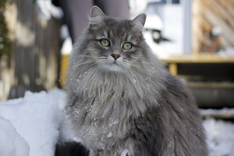 Сибирская кошка описание породы, характеристики, внешний вид, история -  Хвостньюс