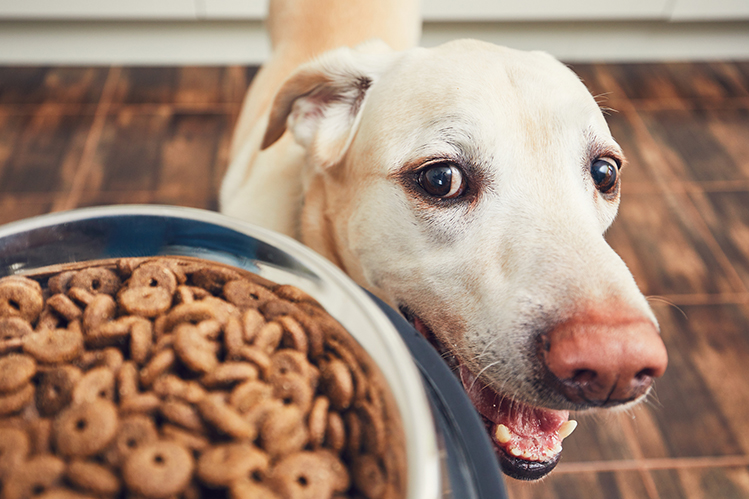 Чем кормить собаку при аллергии?