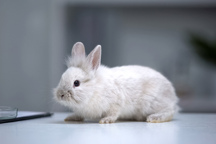 Нужны ли прививки кроликам?