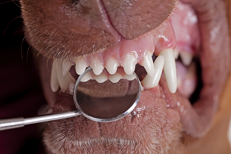 Как ухаживать за зубами собаки?