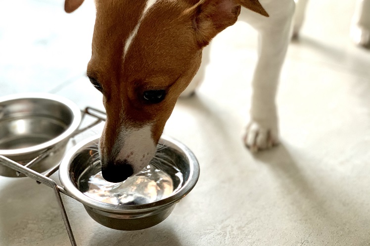 Почему собака пьет много воды и что с этим делать