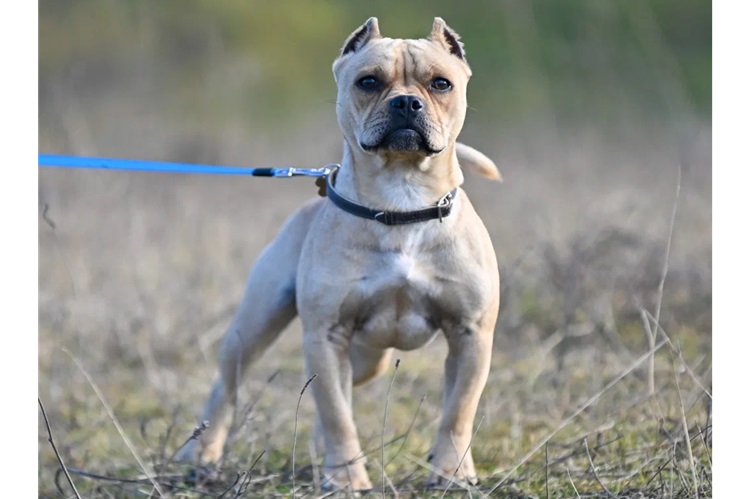 Собака с картинки