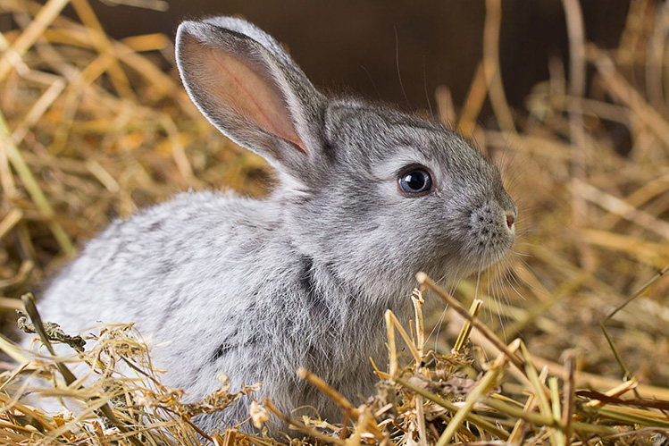 Проблемы с ЖКТ у кроликов