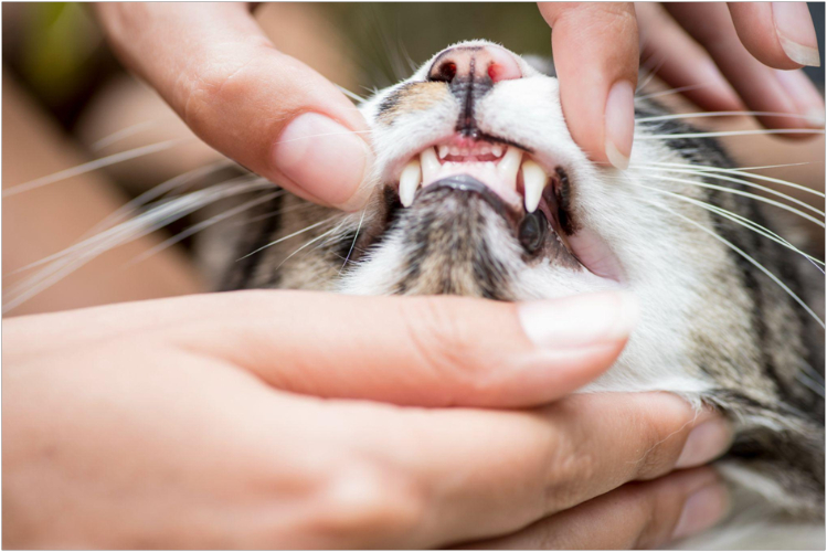 Симптомы калицивироза у кошек kalitsiviroz-u-koshek2.jpg