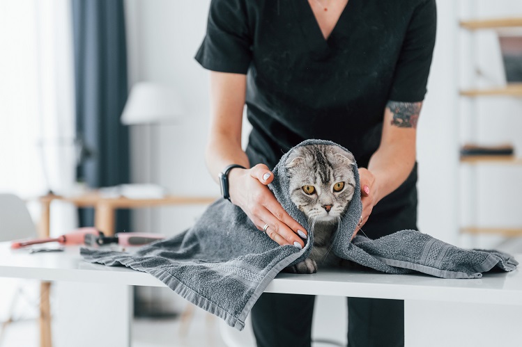 Как мыть кошек