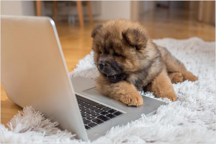 na-progulku-v-internet-akkaunt-pitomtsa-v-sotssetyakh4.jpg