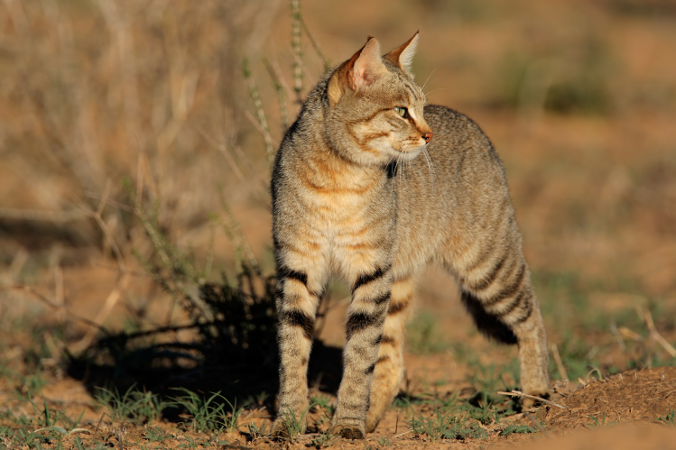 Чем домашние кошки отличаются от диких – и отличаются ли вообще
