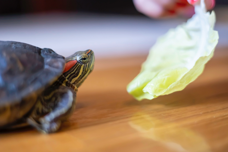 Чем кормить красноухих черепах, чтобы не было рахита и гиповитаминоза