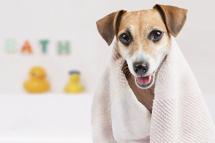 Как выбрать сухой шампунь для собак?