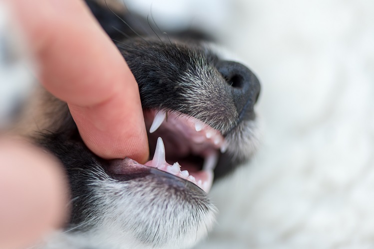 Налет на зубах собаки