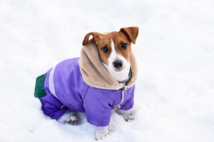 Мерзнут ли собаки зимой?