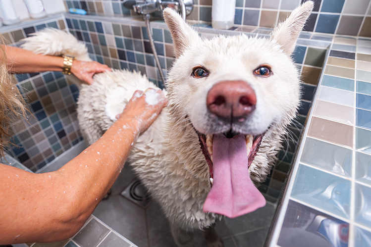 Как часто мыть собаку осенью?