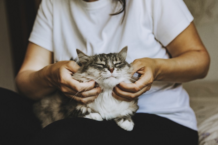 Как кошки проявляют любовь?