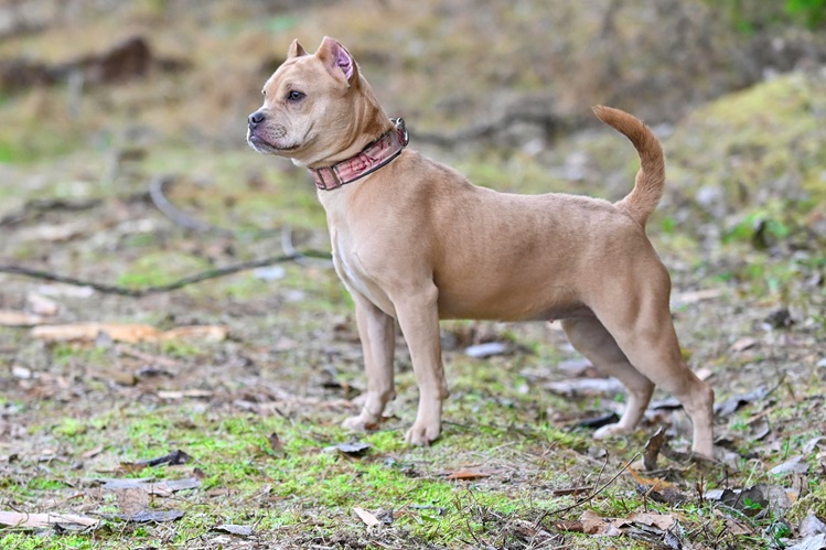 Спрос на щенков