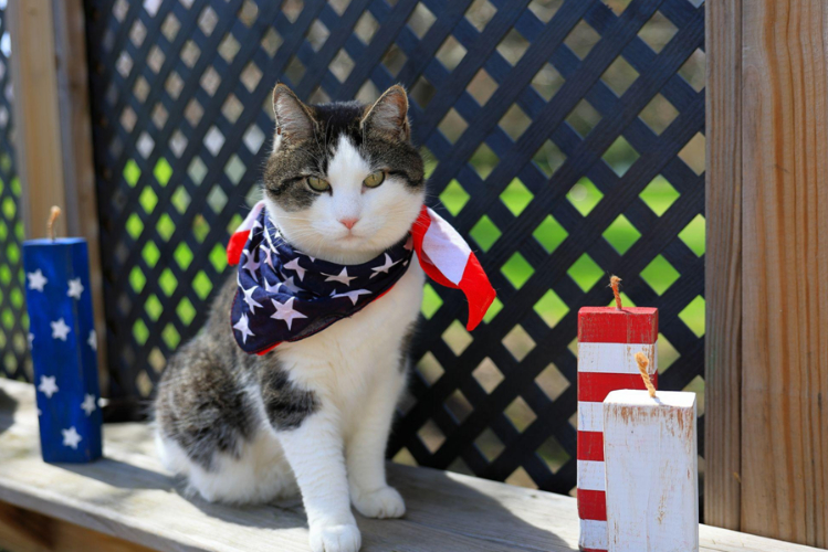 Забота или бюрократия? samye-strannye-zakony-o-koshkakh-v-mire2.jpg