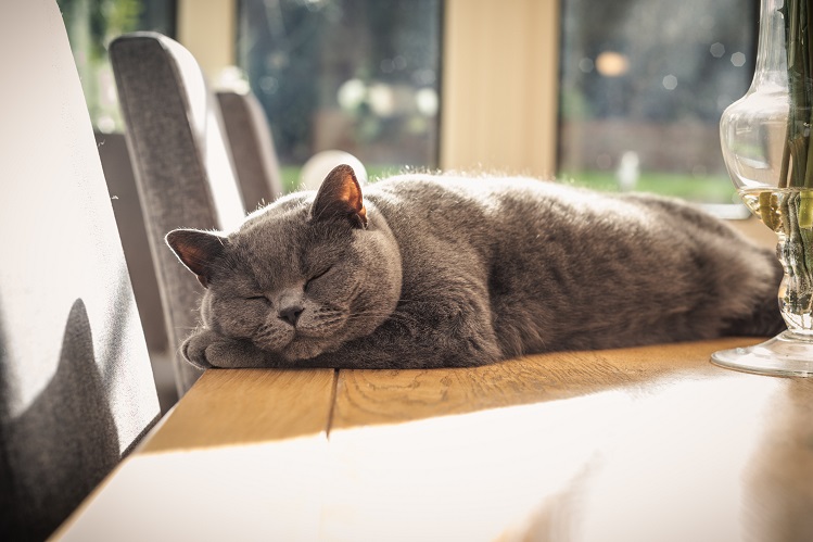 Как отучить кота лазить по столам? ✓ Хвост Ньюс