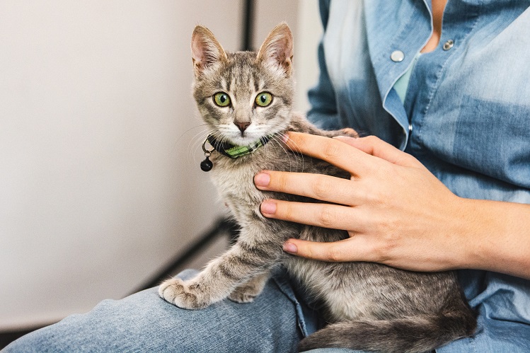 Нужны ли котятам аксессуары: шлейка, ошейник, адресник?