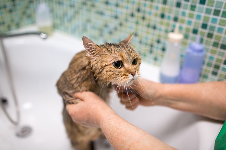 Как мыть котенка