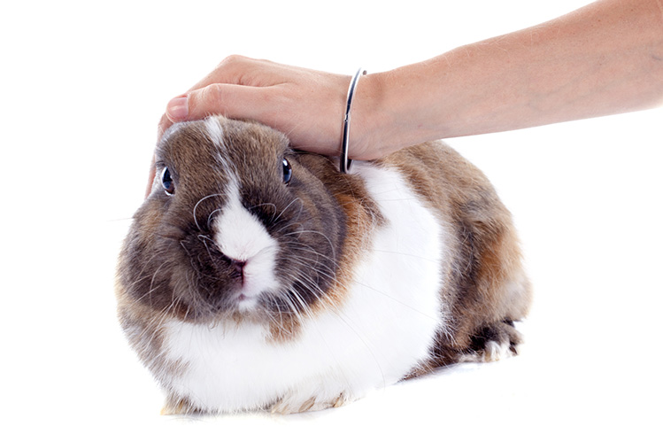 Выкройка Кролика Зайчика - Как сшить игрушку своими руками