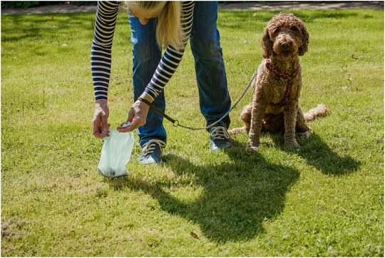 В Подмосковье утвердили штрафы для владельцев собак