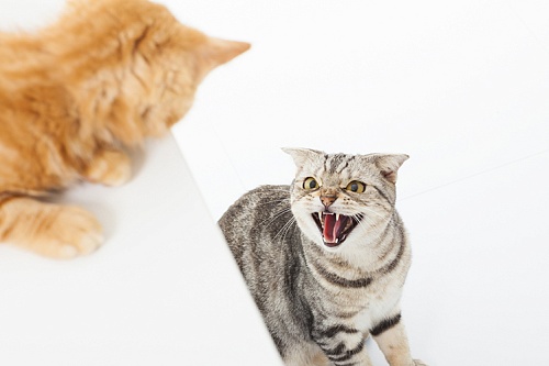 Как подружить кошку с котенком