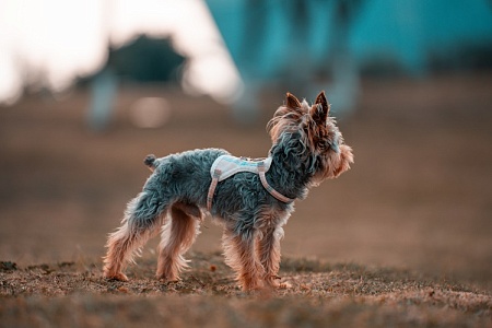 Не верьте в то, что собака вернется сама