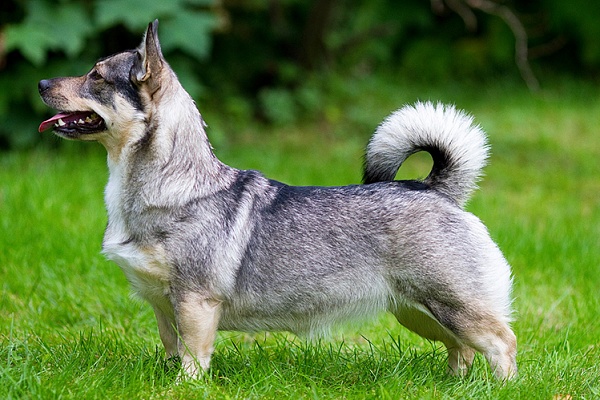 Шведский вальхунд