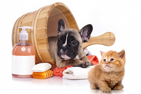 Какой шампунь выбрать для собаки и кошки?