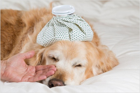 Первая помощь собаке: как не навредить питомцу