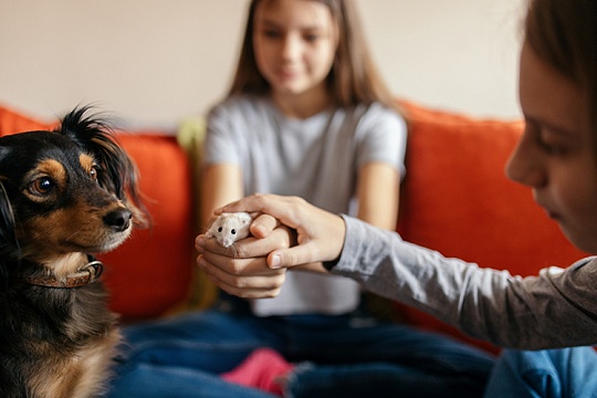 Могут ли собаки дружить с грызунами и кроликами? Могут ли собаки дружить с грызунами и кроликами?