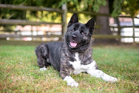 Владелица американской акиты из Санкт-Петербурга заплатит компенсацию за гибель йоркширского терьера по вине ее питомца
