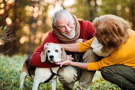 Собаки для пожилых людей