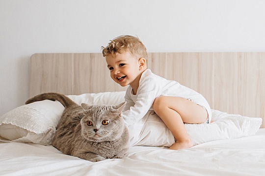 Как подружить кошку с ребенком Как подружить кошку с ребенком