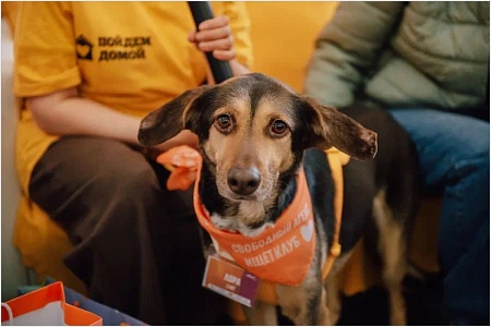 145 питомцев нашли дом на фестивале WOOF в Москве 