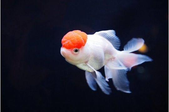 Оранда: рыбка в шляпке