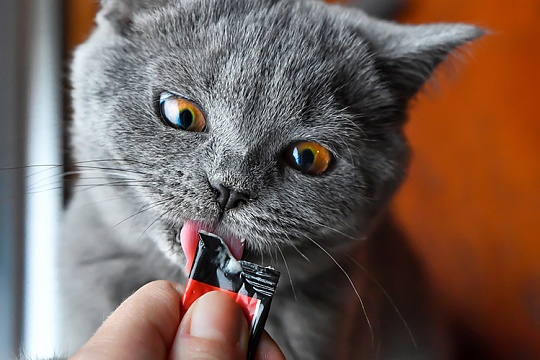 5 причин, почему котенку нужна паста