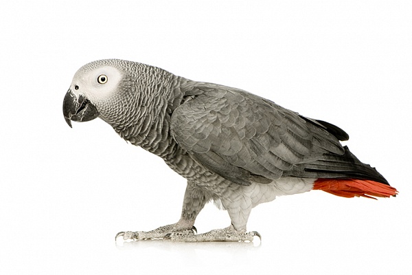 Попугай жако