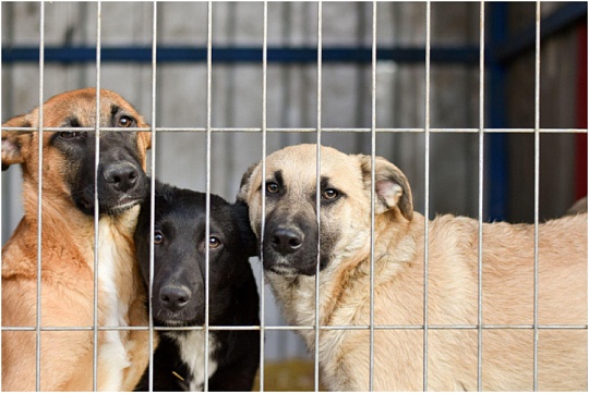 В Кургане появятся площадки для передержки питомцев из зоны подтопления  В Кургане появятся площадки для передержки питомцев из зоны подтопления