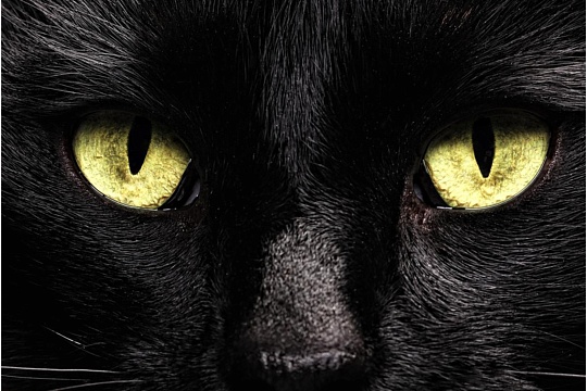 Породы кошек с желтыми глазами  Породы кошек с желтыми глазами