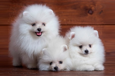 Выбираем имя щенку-мальчику карликовых пород