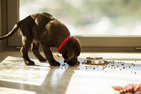 Кормление щенка сухим кормом