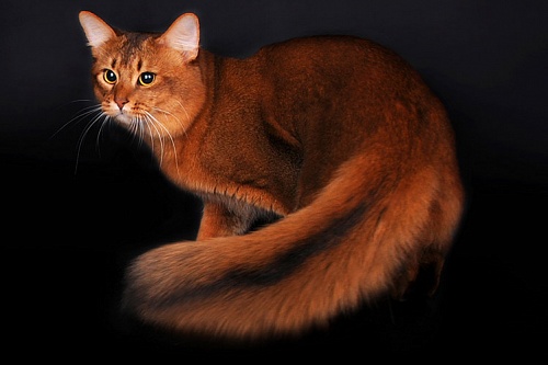 Сомалийская кошка (сомали) Сомалийская кошка (сомали)