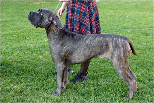 Канарский дог