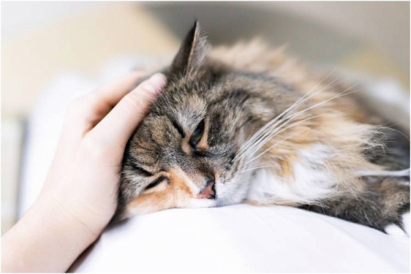 Перелом хвоста у кошек