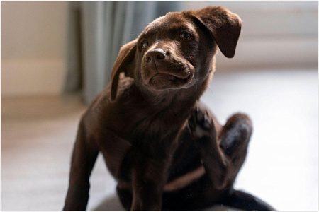 Демодекоз у собак