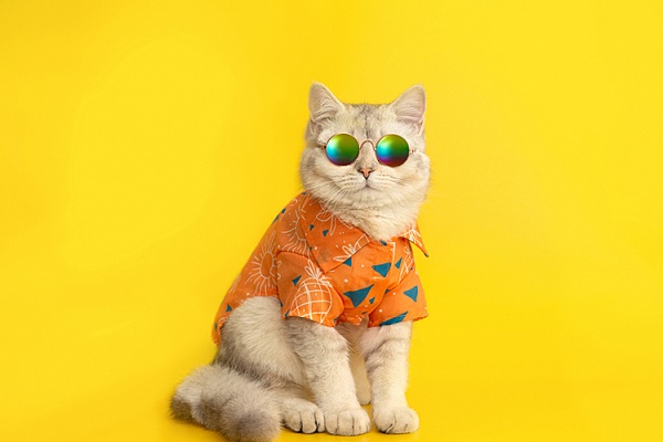 Как помочь коту в жару