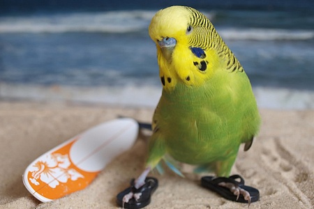 Зачем попугаю песок?